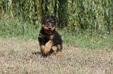 AIREDALE TERRIER 078